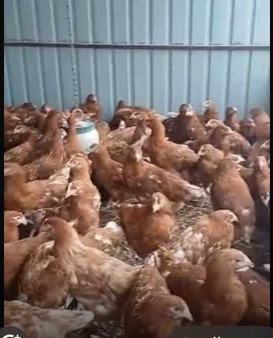 Avicola BALAGRI – producător de puicuțe ouătoare,