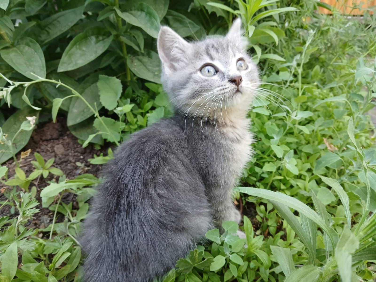 Отдадим котенка в добрые руки девочка