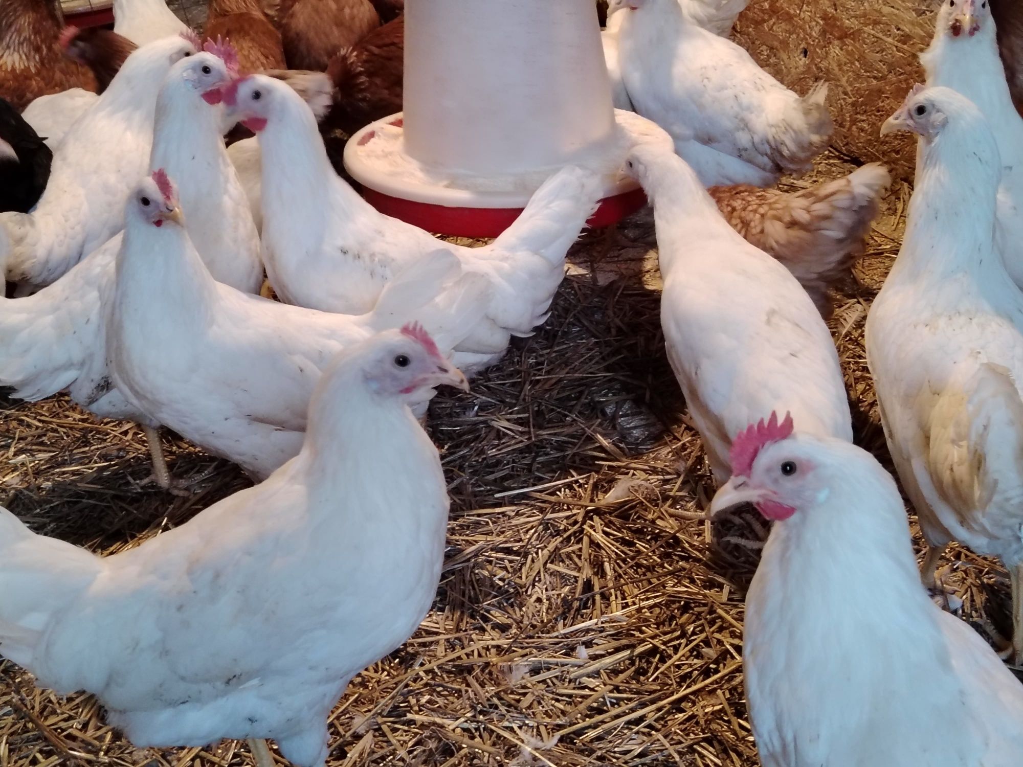 Vând puicuțe Leghorn