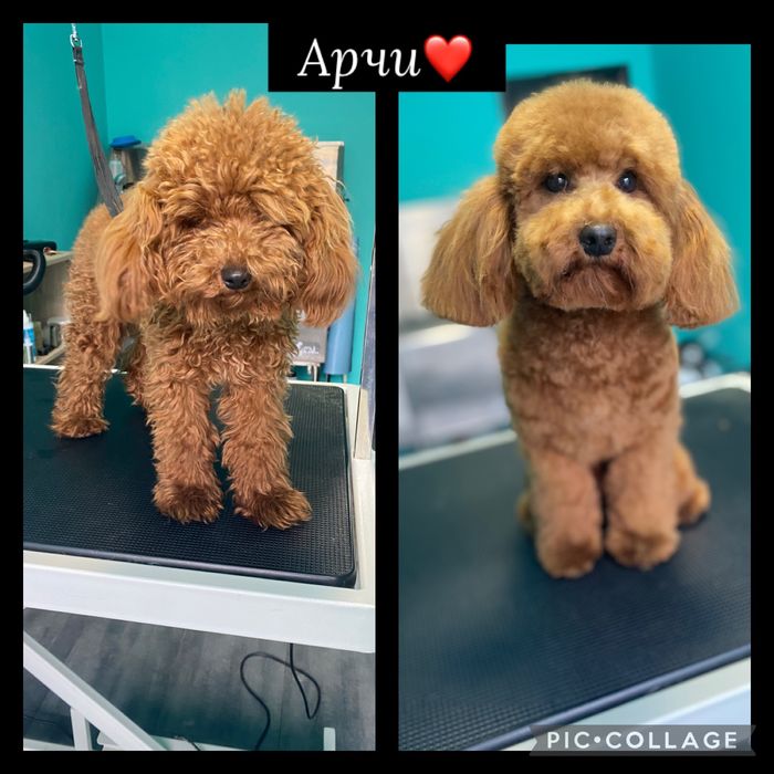 Груминг салон гр.Пловдив