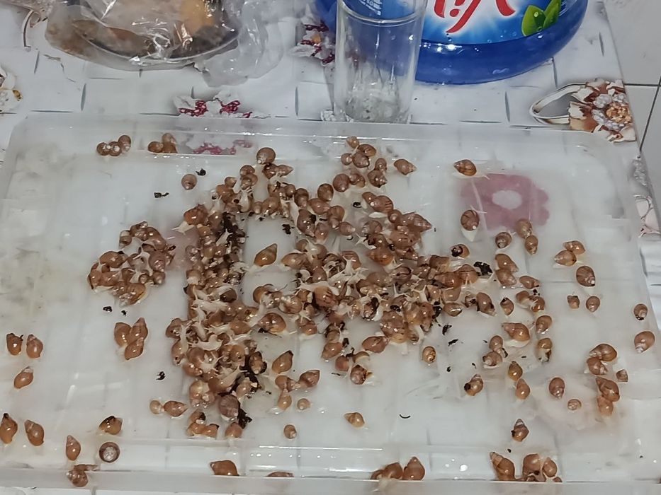 продаётся улитки