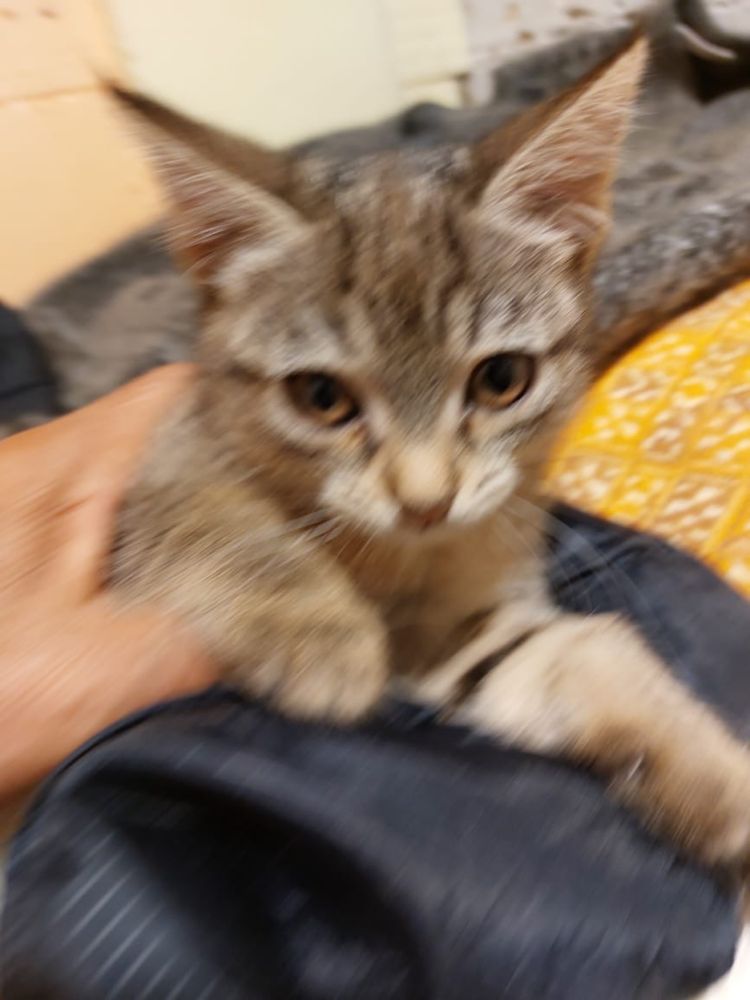 Котэ ищет жилплощадь