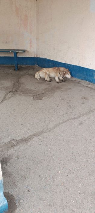 Ищем дом для хаски