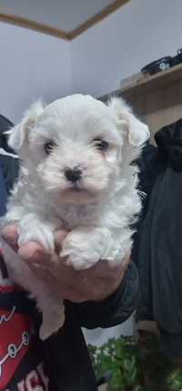 Baietel bichon maltese mini toy rasa pura