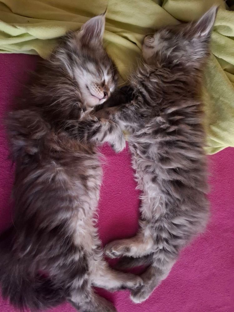 Мейн Кун/Maine Coon/котенца/коте/котки
