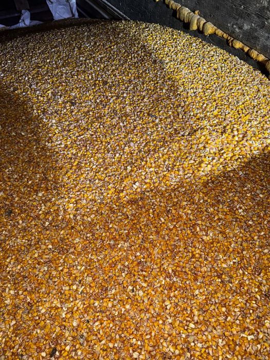 Vând porumb boabe 2025!!!