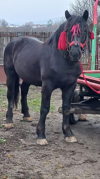 Mânz negru semigreu