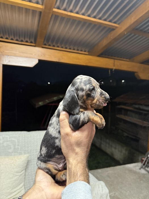 Catel teckel arlequin