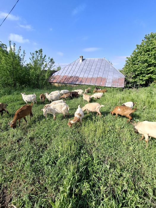 Vând capre bune de lapte! 350lei bucata!