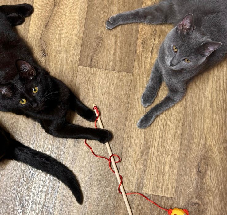 Пристраиваются кошечки в очень ответственные семьи