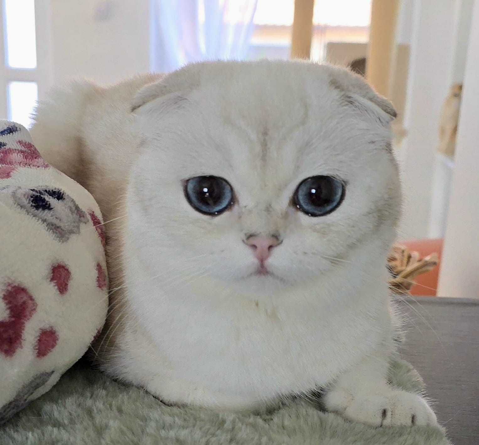 Pisica scottish fold cu pedigree