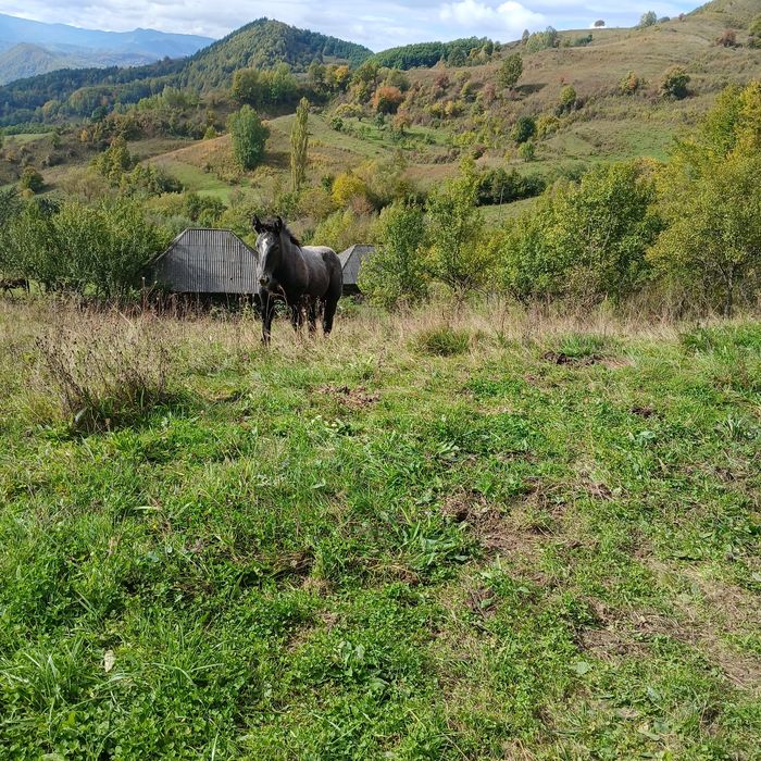 De vânzare mânză sură
