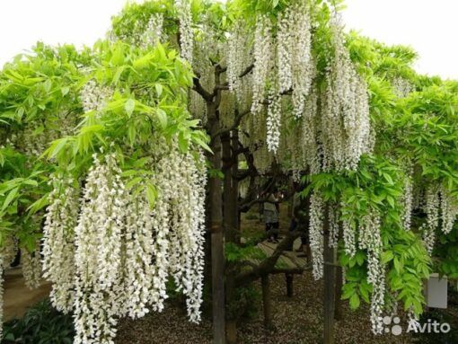 Vând puieți de tei arginti originali la balot de pământ