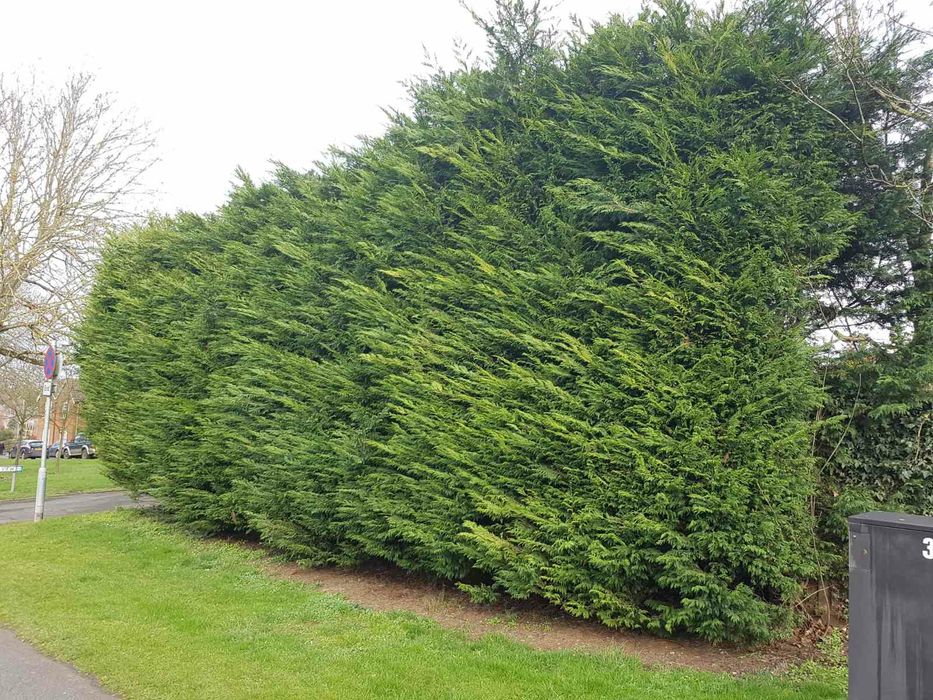 Leylandii / Gard viu 80-100 cm crescuti in Romania la ghiveci