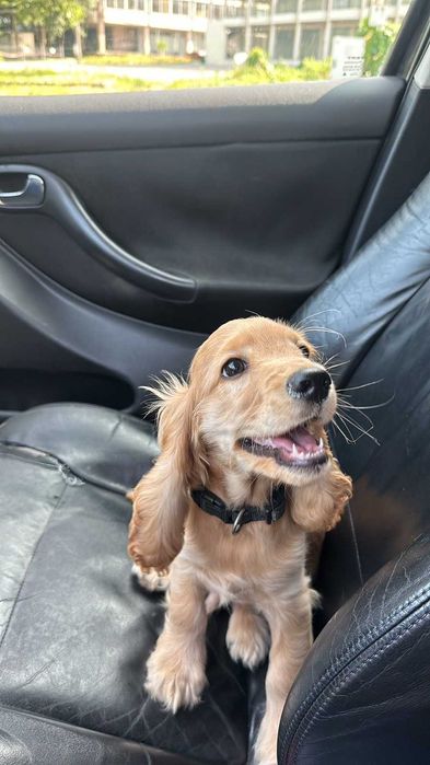 Продавам Кокер Шпаньол