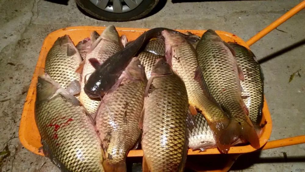 Ырғыздың тазартылған Сазаны