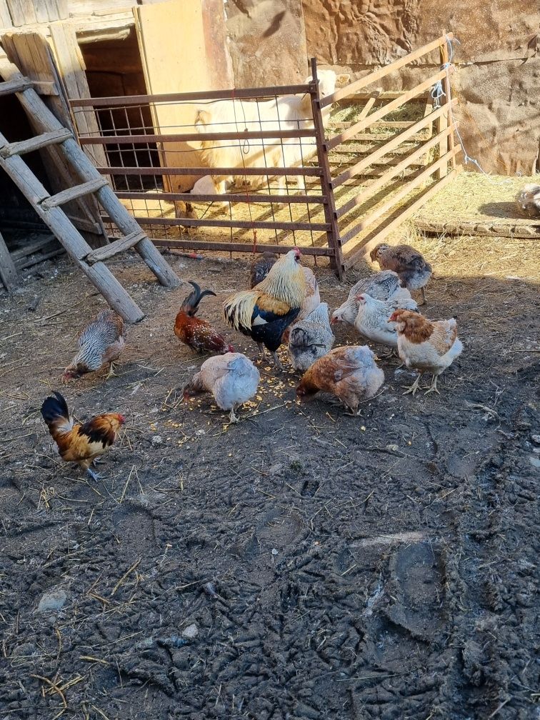 Oua ptr incubat araucana ,marans ,mii de flori ,gaste africane