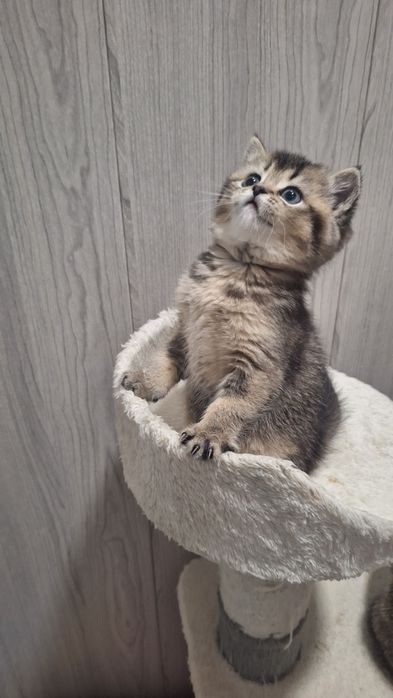 Шикарные котята от правильной вязки
