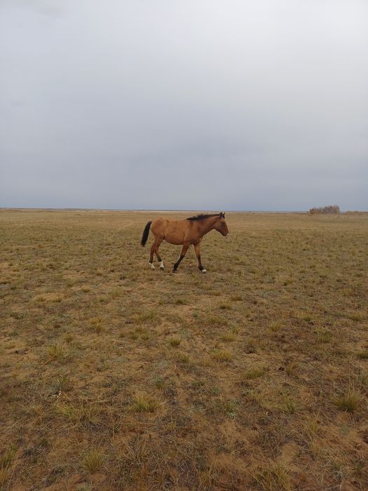 Еркек мұғалжар жабағылар
