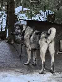 Ciobanesc Kangal (vand /schimb )