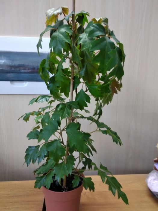 Циссус ромбовидный (комнатная березка)