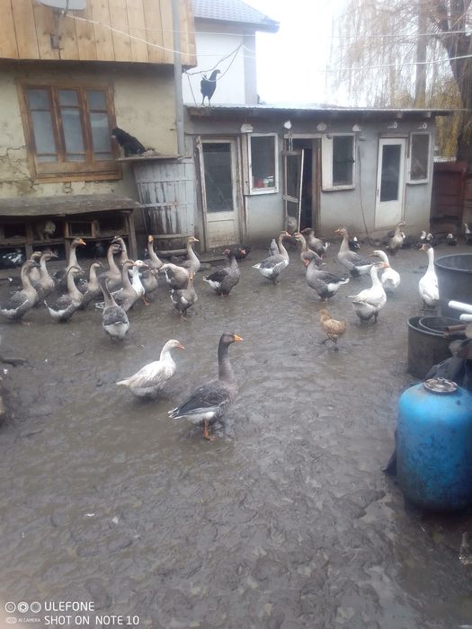 Capre și iezi de vanzare