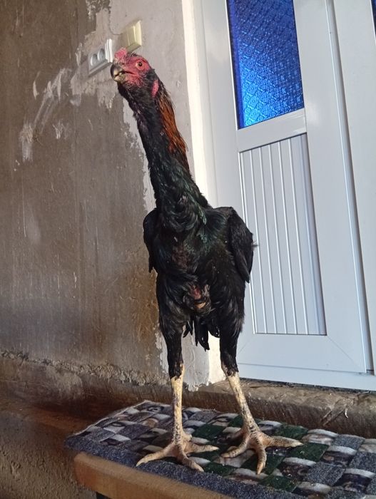 Бразильский соколи майиски болага сотилади