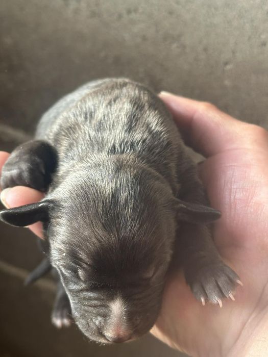 Питбулчета на на 2 седмици търсят нови стопани