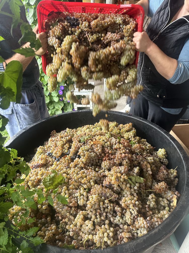 Struguri pentru vin din podgoriile Vrancea