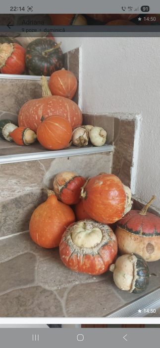 Tartacute dovleci ornamentali