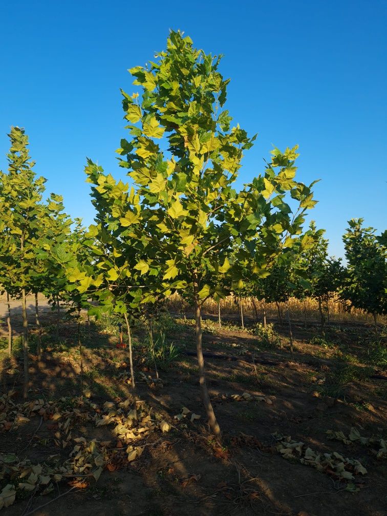 Prunus rosu,catalpa ,platan ,mestecan, tei