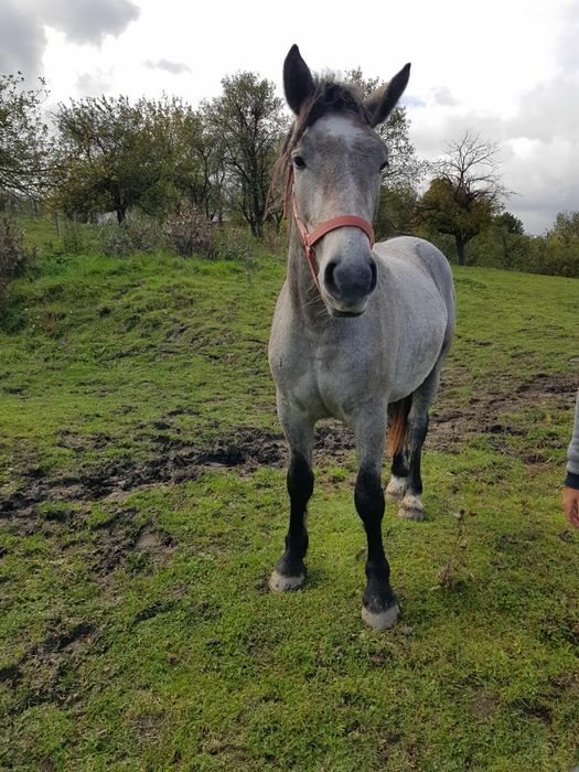 Mânză sură de vânzare