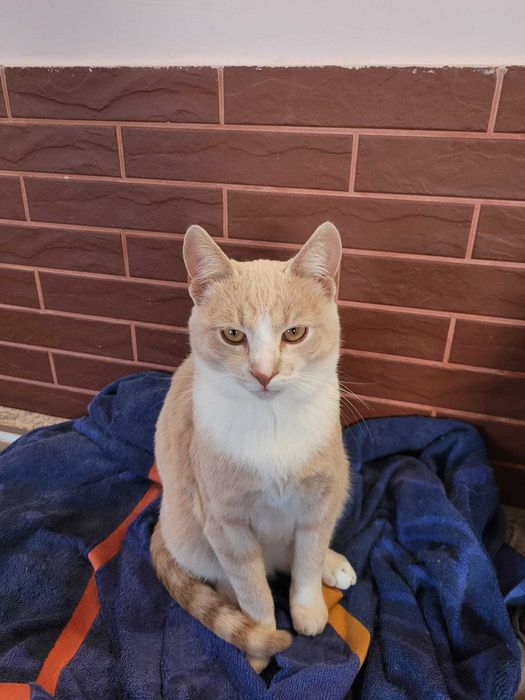 Adoptie motanel de 5 luni-VACCINAT DEPARAZITAT