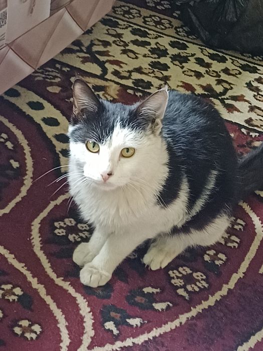 Mushuk tekinga beriladi.