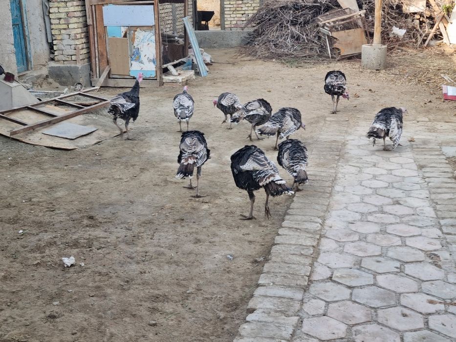 Kurkalar sotiladi shu yilgi