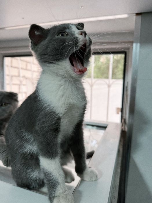 Котик вислоушка в лучшие руки