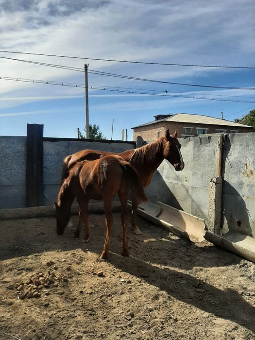Бие сатылады жабағысымен