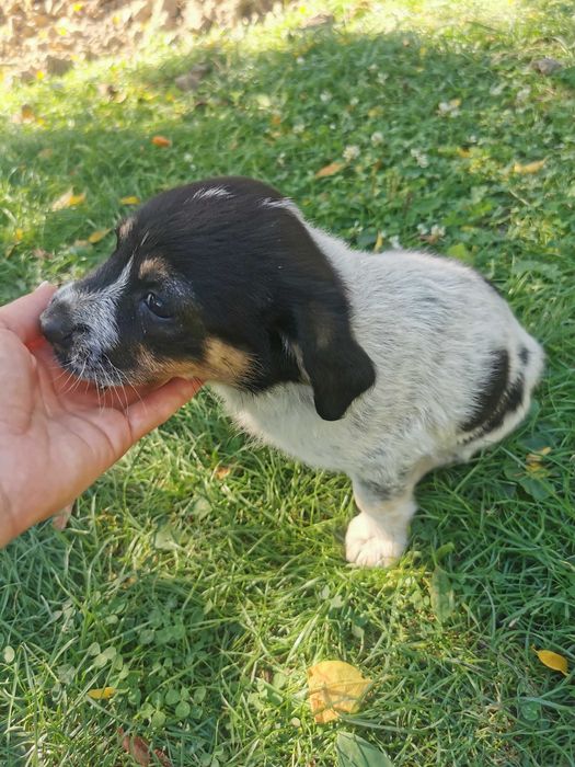 Donez 2 căței de 7 săptămâni de talie mica!