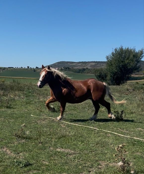 Manz de doi ani jumate