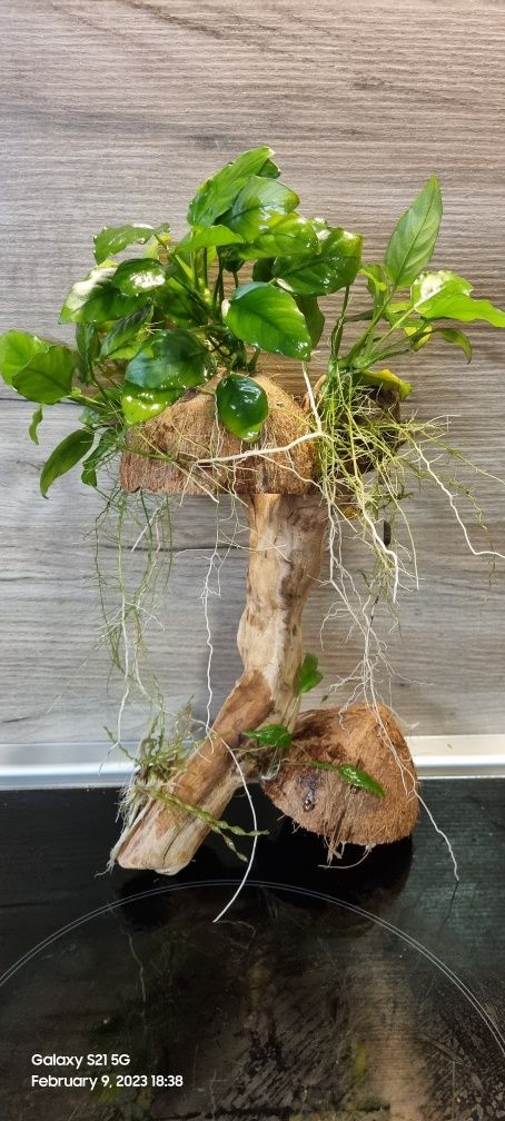 Дървета с растения за аквариум и корени