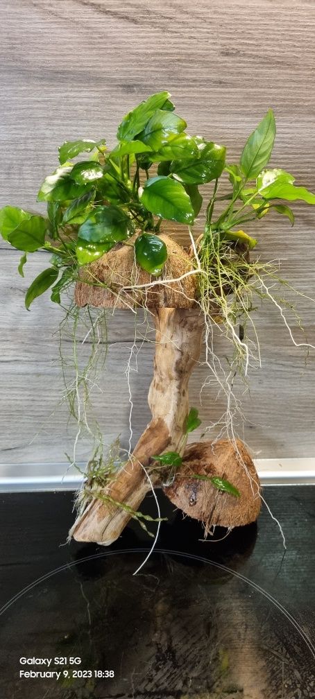 Растения за аквариум и корени