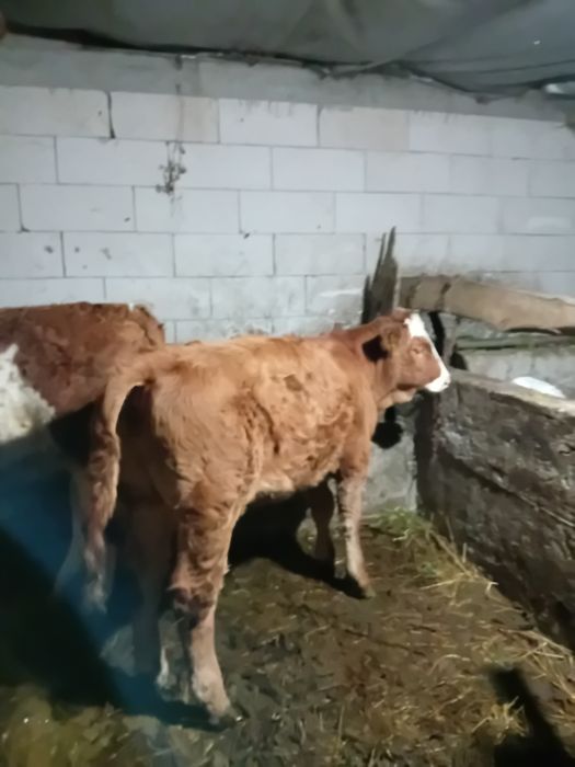 Vand vitea de 4 luni