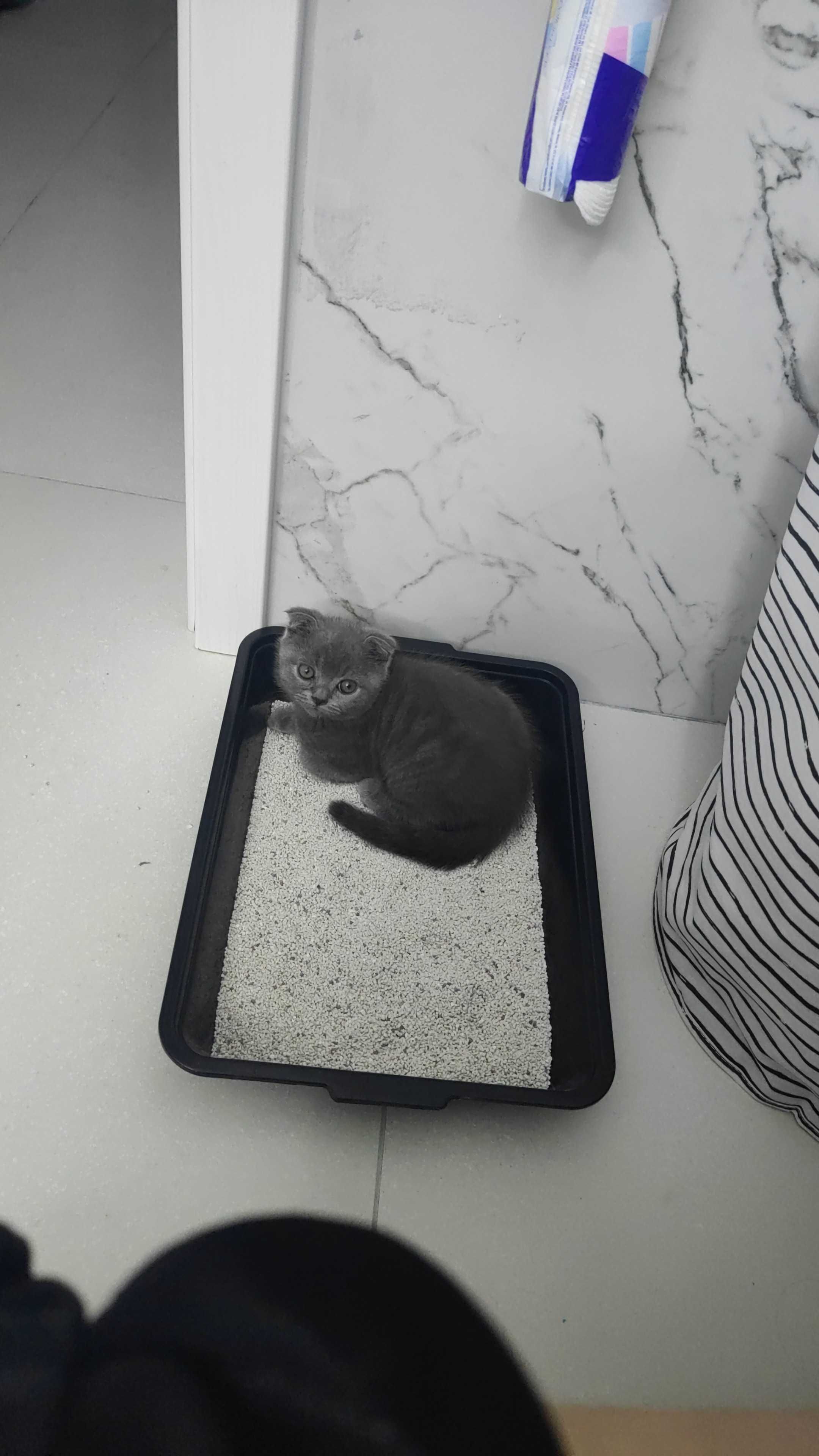 Pui scottish fold