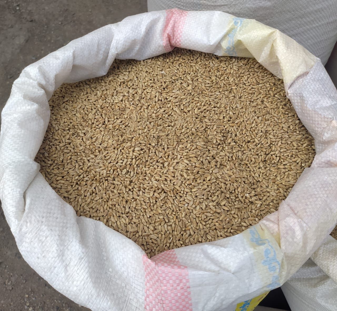 Корм для животных пшеница