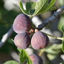 Pomi Fructiferi Exotici la Ghiveci (SMOCHIN )