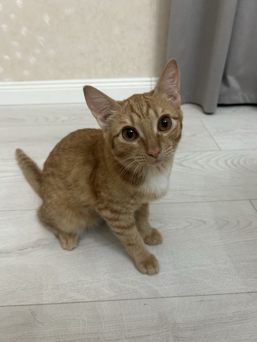 Отдам кошку     .