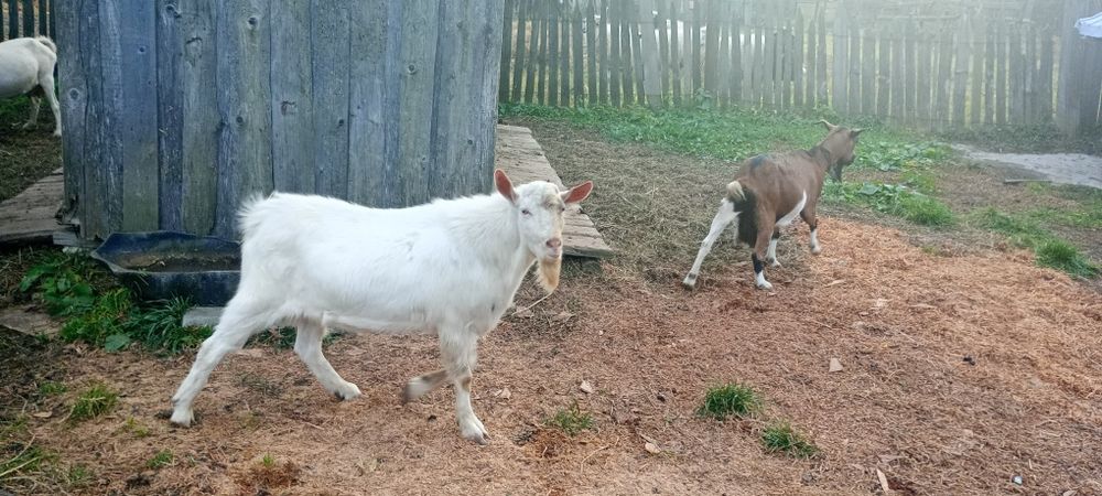 Vând Țap Rasa Saanen