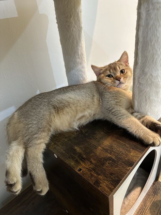 Băiețel British Shorthair cinnamon golden cu pedigree