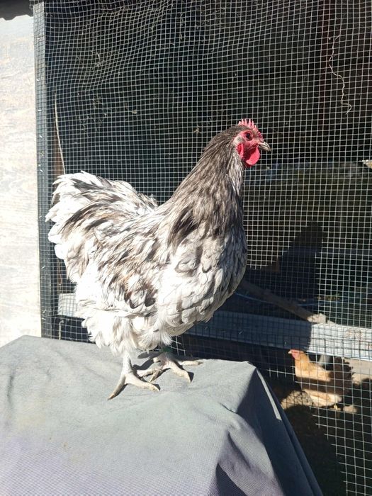 Cocosi orpington  și cocos matase japoneza