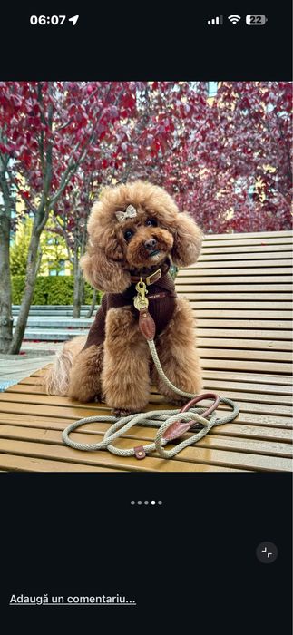 Pudel toy de vanzare